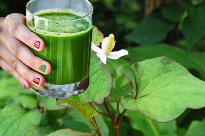  Nước ép từ rau diếp cá giúp thanh lọc cơ thể.