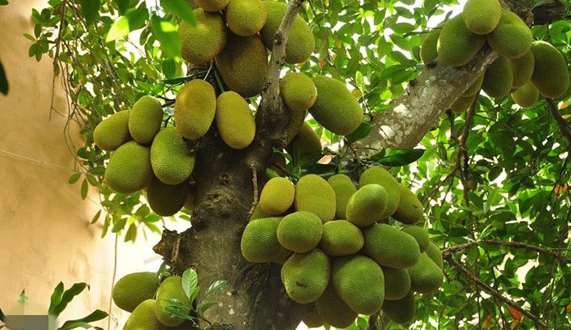  Cây mít lâu năm là cây giữ lộc đáng quý. Ảnh minh họa