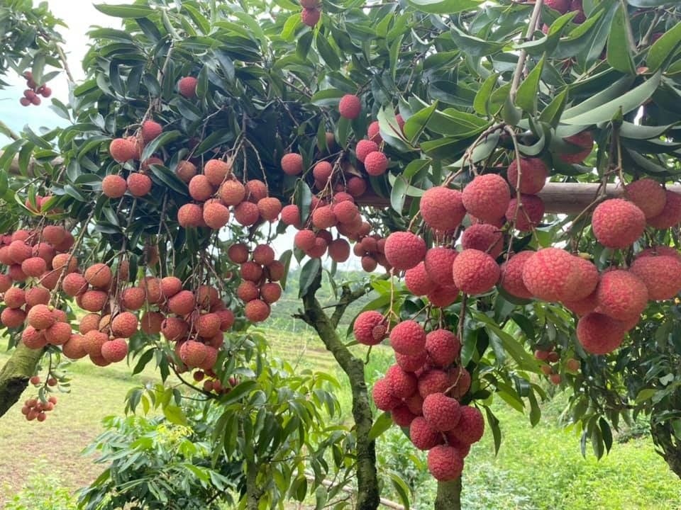  Cây vải giúp kích hoạt năng lượng vui vẻ. Ảnh minh họa