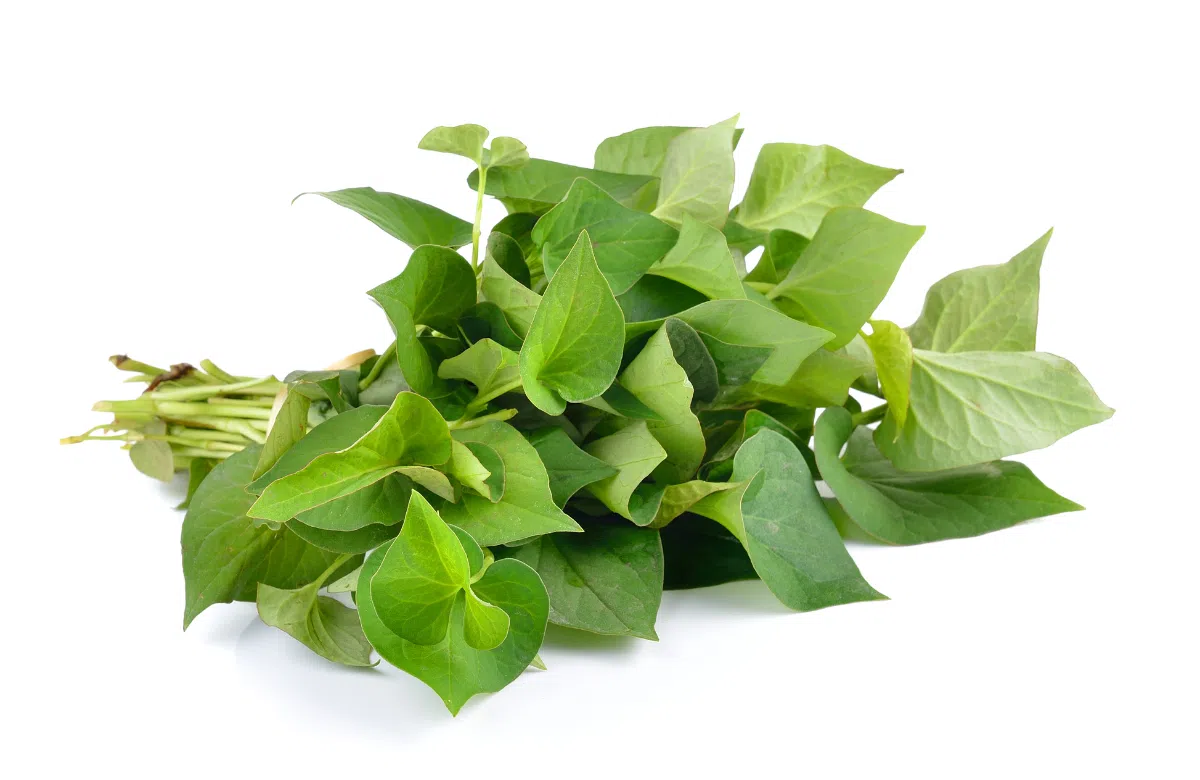  Rau diếp cá chứa nhiều thành phần dưỡng chất tốt cho sức khỏe: