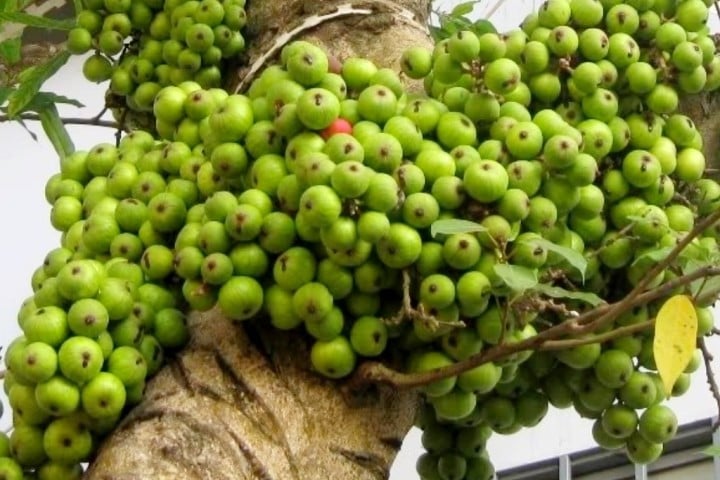  Sung trồng trước nhà nên gọn vào bên trái hoặc bên phải. Ảnh minh họa