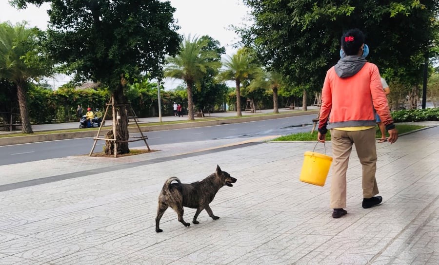  Tránh khu vực chó thả rông
