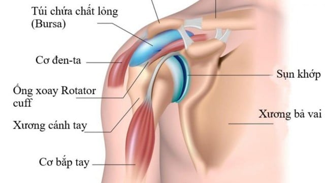  Hình ảnh cấu tạo khớp vai.