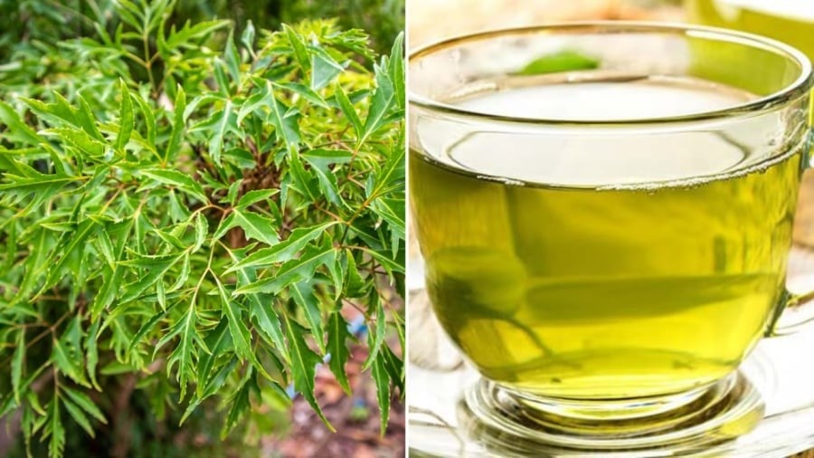  Lá đinh lăng có vị hơi đắng, tính mát, giúp tăng cường tuần hoàn, cải thiện tiêu hóa, kích thích ăn ngon và giảm mệt mỏi.