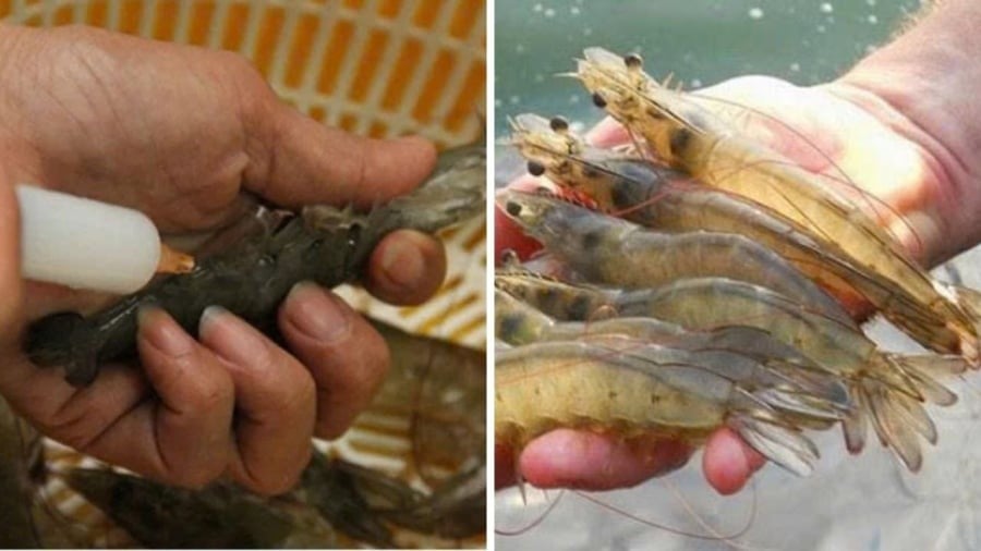  Mẹo nhận biết tôm tự nhiên và tôm bơm tạp chất, đi chợ chẳng sợ bị lừa