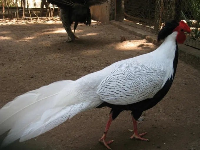  Gà lôi trắng. Nguồn: Nguyễn Thanh Quang (Wiki)