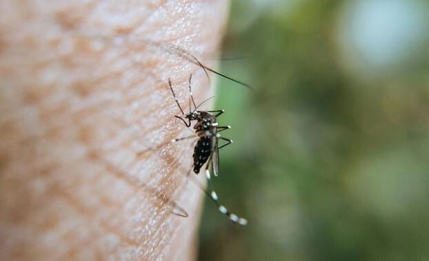  Chikungunya và sốt xuất huyết có một số đặc điểm giống nhau về đường lây cũng như triệu chứng.