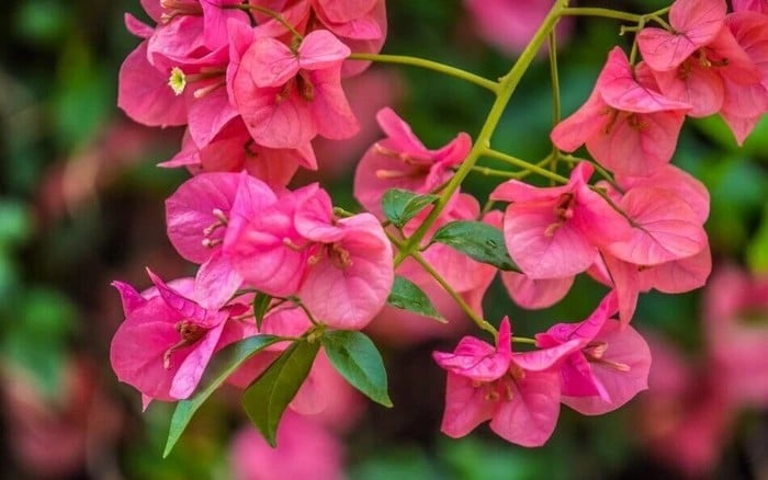 Hoa giấy trồng trước nhà hút may mắn cho người kinh doanh. Ảnh minh họa
