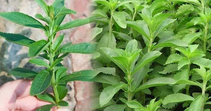 Cỏ ngọt sấy khô mang đến nhiều công dụng cho sức khỏe và làm đẹp.Ảnh minh hoạ/Nguồn Internet