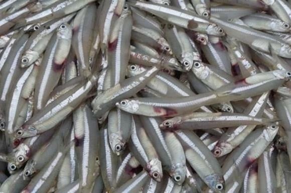  Nhỏ bé nhưng “giàu có”, cá cơm được xem là kho dinh dưỡng từ biển cả. Loại cá này chứa hàm lượng cao protein, khoáng chất thiết yếu cùng vitamin A và D.