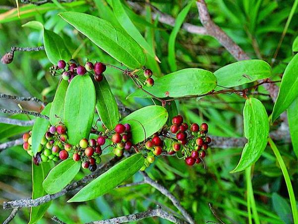Thổ phục linh giúp giải độc, bảo vệ gan thận, hỗ trợ kháng viêm tự nhiên