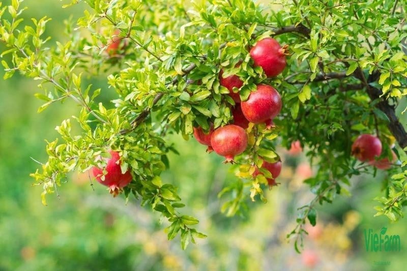 Ảnh: VietFarm
