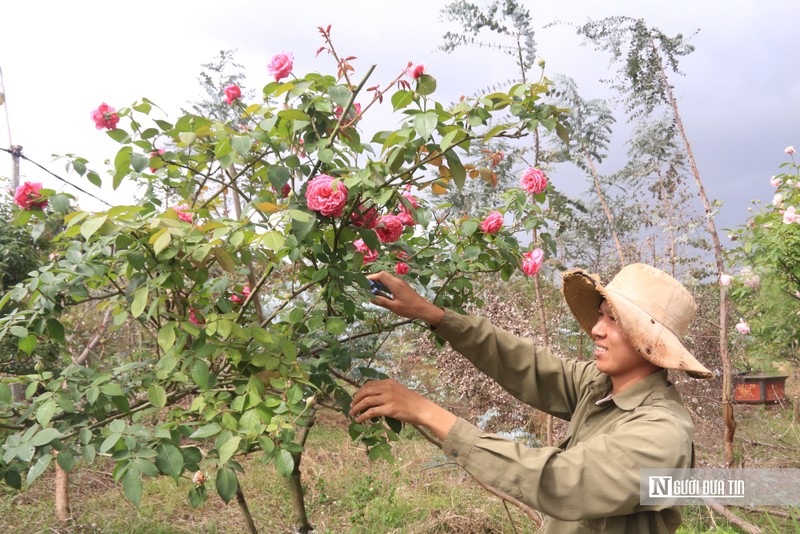   Hằng ngày, anh Nguyễn Việt Anh tận tụy với vườn hoa hồng.