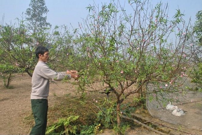 Đến tháng 9 âm lịch thì tiến hành bón thúc, tăng cường bón phân nhiều hơn để cây ra cành, lộc và hoa đúng dịp Tết. Ảnh: Hatgiongnangvang.