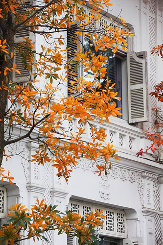 Nhà phố cổ gây thương nhớ với cánh cửa sổ mộc mạc và hoa văn kiến trúc Pháp. Ảnh: FB Thanh Nguyen.