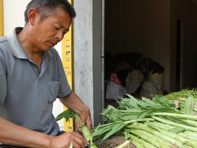 Tuy nhiên, ở Trung Quốc, giá của rau cần biển khô chỉ khoảng 50.000 đồng/kg, theo Sohu.