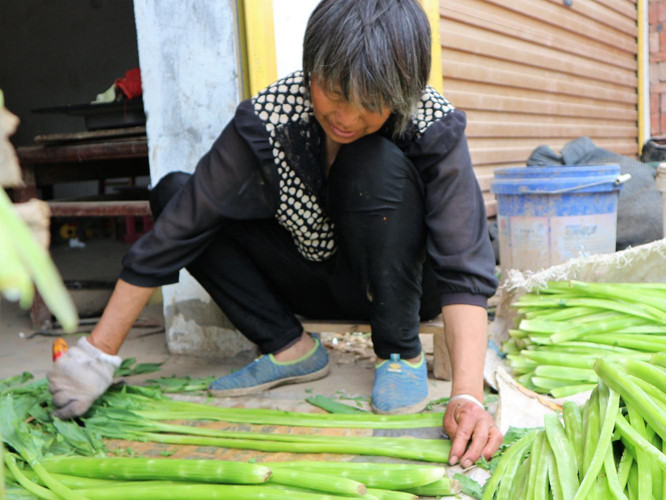 Ngày nay, loại rau tiến vua này đã rất phổ biến với người dân và nhiều gia đình ở Trung Quốc đem phơi khô để bán cho thương lái.