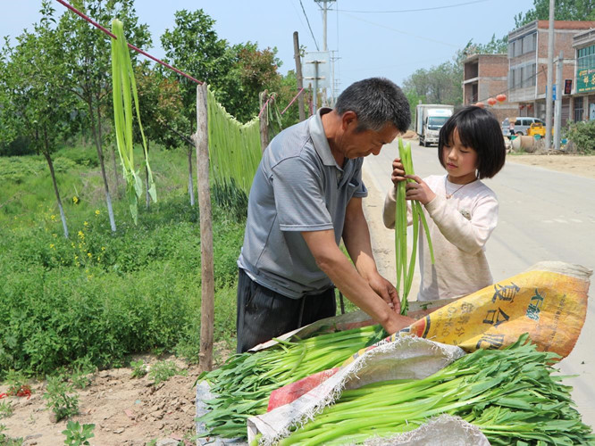 Tháng 4 âm lịch là mùa của rau tiến vua. Loại rau này không những dễ sống mà còn dễ thu hoạch và dễ bảo quản. Ảnh người dân phơi khô rau tiến vua ở Trung Quốc.