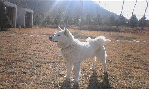 Chó Pungsan, được coi là Quốc khuyển của Triều Tiên, thường có bộ lông màu trắng và dày giúp chúng chịu đựng được giá lạnh mùa đông. Giống chó này có nguồn gốc từ vùng Pungsan, nay là huyện Kim Hyong-gwon, tỉnh Ryanggang, Triều Tiên.