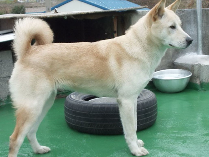 Chó Pungsan không chỉ có khả năng chống bệnh tốt mà còn rất thông minh, sẵn sàng chiến đấu tới cùng với kẻ thù. Bụng của chó đực cao hơn so với chó cái và thường tốc độ của con đực nhanh hơn. Lông của chó Pungsan thường có màu trắng, một số con có lông màu nâu vàng nhạt.