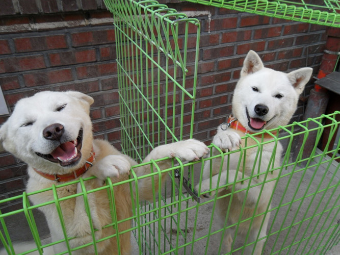 Nhờ khả năng quan sát tốt và đặc tính trung thành nên chó Pungsan được người dân Triều Tiên huấn luyện làm chó săn. Tại Triều Tiên, người ta tiếp tục duy trì tính thuần chủng cho giống chó này, thậm chí loài chó Pungsan còn được coi là “bảo vật sống”.