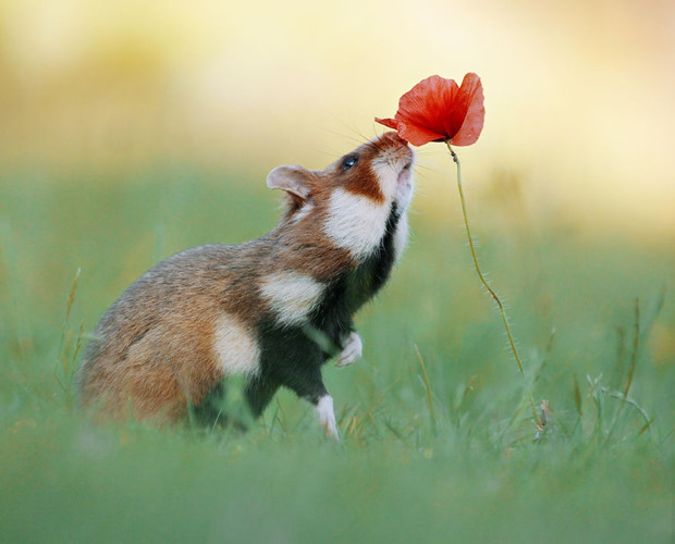 Bắt chước những người bạn cầy thảo nguyên, chuột đồng cũng cũng thưởng hoa một cách đầy tinh tế.