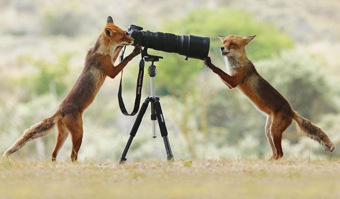 Tranh thủ chụp ảnh cho nhau khi khung cảnh đẹp ảo diệu, cáo đỏ quả nhiên là những động vật ranh mãnh.