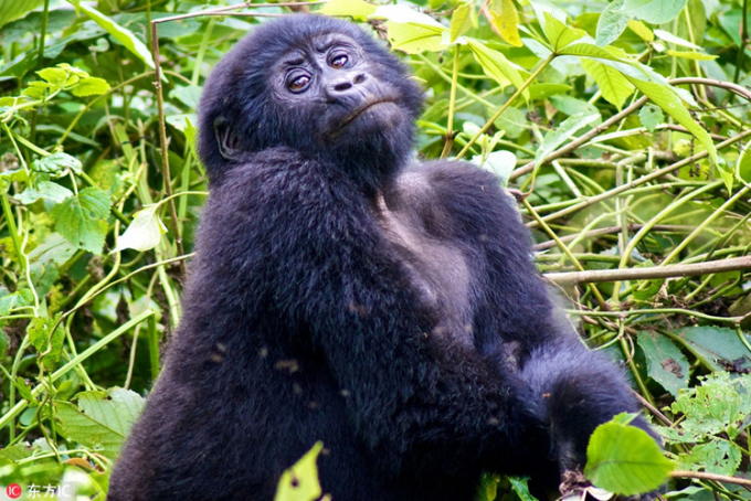 Benedetta Tantalo, một sinh viên chuyên ngành động vật học người Ý, đã chụp được một bức ảnh động vật ấn tượng về con khỉ đột núi tại công viên Quốc gia Bwindi, Uganda. Khi nhìn thấy máy ảnh của Benedetta, con khỉ không ngại ngùng mà tạo tư thế gợi cảm không kém gì người mẫu chuyên nghiệp. Đôi mắt kiêu hãnh và tư thế gợi cảm của nó khiến mọi người không thể nhịn được cười.