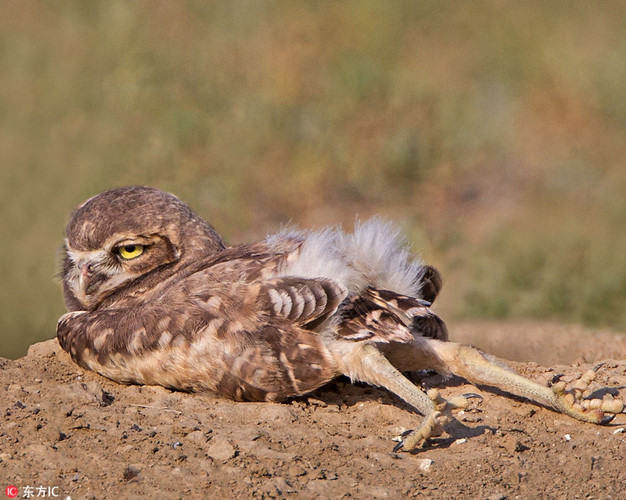 Nhiếp ảnh gia động vật hoang dã Rob Palmer ở Colorado đã chụp được hình ảnh siêu thú vị về một con cú hóm hỉnh. Trong khi các bạn của mình lắc lư, xòe cánh, làm đủ trò, con cú này đơn giản là nằm xuống, khoe đôi chân dài miên man một cách đầy tự tin.