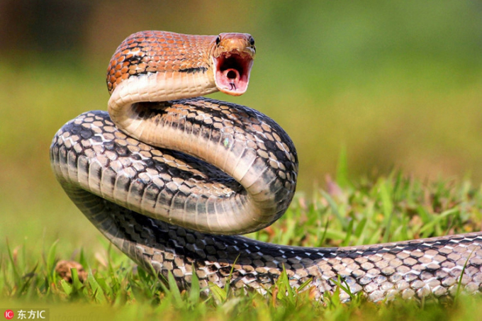 Nnhiếp ảnh gia Souvik Basu, đã chụp được hình ảnh một con rắn đang 