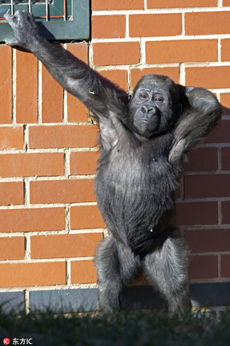 Tại sở thú Twycross ở Arthurstone, Anh, chú khỉ đột 1 tuổi rưỡi có tên Shufai đã tìm ra dáng pose ảnh ưa thích của mình. Nó tạo tư thế chuyên nghiệp và gợi cảm, giúp nhiếp ảnh gia Linda McPherson thoải mái tác nghiệp.