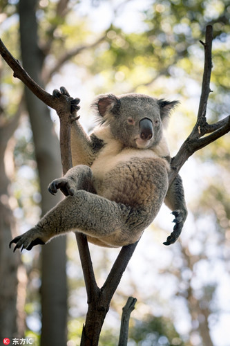Tại Queensland, Australia, một con gấu koala đực đang tạo thế gợi cảm để thu hút những con koala cái gần đó. Ảnh được chụp bởi nhiếp ảnh gia người Anh Ross Long.
