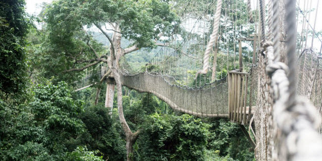 Cầu Canopy Walk, Ghana: Cây cầu trông giống như lưới nhện nằm ở độ cao 30m trong vườn quốc gia Kakum, Ghana. Lan can bảo vệ cao vẫn không khiến bạn hết sợ hãi khi đi qua công trình này.
