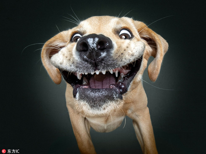115 Hình Hình ảnh Chó Cute Con Chó Cười Nhe Răng Cực Hài Ngộ Nghĩnh  PHÒNG  GD  ĐT HUYỆN CON CUÔNG