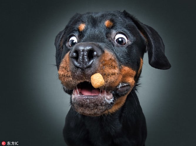 Hoài nghi về thức ăn tại sao lại được tung lên, chú chó này vẫn mở miệng theo bản năng để bắt lấy.