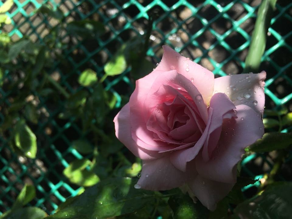 Anh Long dành tình yêu đặc biệt cho hoa hồng. 