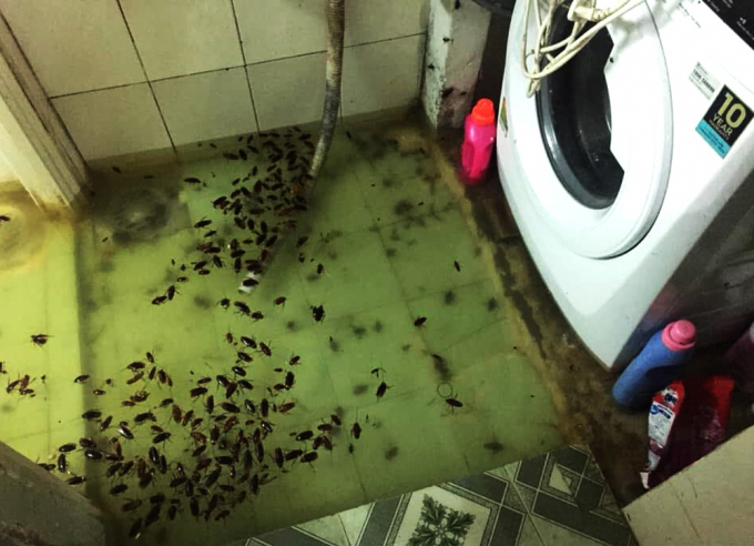 Không chỉ rác thải, tại một nhà dân ở huyện Bình Chánh, xác côn trùng trôi vào nhà khiến người dân lo lắng ô nhiễm môi trường. (Ảnh FB: Phương Linh).