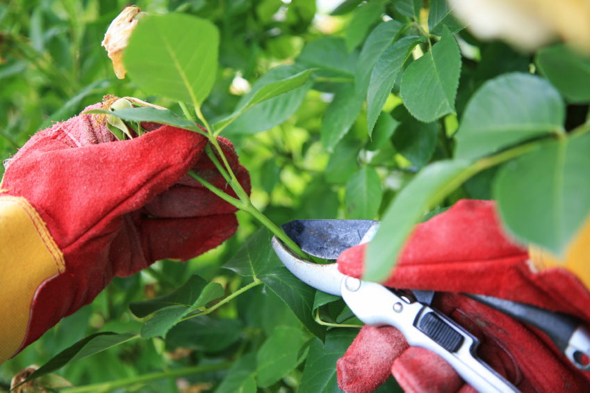  Sau khi hoa tàn, cần cắt bỏ phần bông hoa và cắt thêm 1 mắt nữa để kích thích cây ra mầm mới.